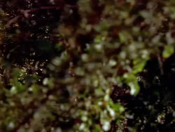 extant_XenaWarriorPrincess_1x05_ThePathNotTaken_00095