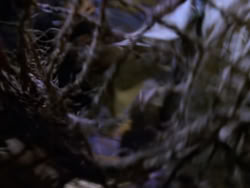 extant_XenaWarriorPrincess_1x07-TheTitans_02262