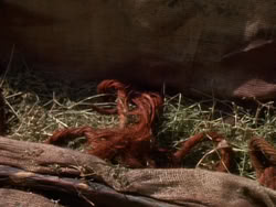 extant_XenaWarriorPrincess_1x07-TheTitans_02501