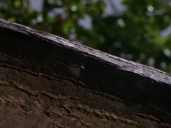 extant_XenaWarriorPrincess_1x09_DeathInChains_1120