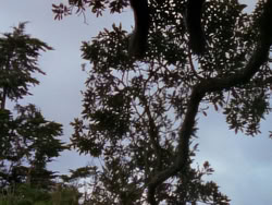 extant_XenaWarriorPrincess_1x09_DeathInChains_1575