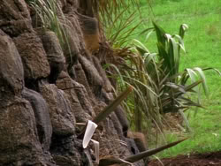 extant_XenaWarriorPrincess_1x09_DeathInChains_1595