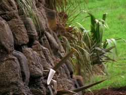 extant_XenaWarriorPrincess_1x09_DeathInChains_1596