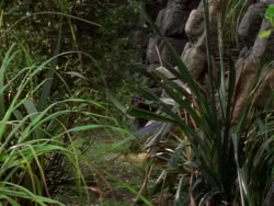 extant_XenaWarriorPrincess_1x09_DeathInChains_2123