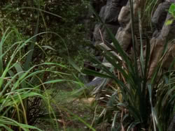 extant_XenaWarriorPrincess_1x09_DeathInChains_2124