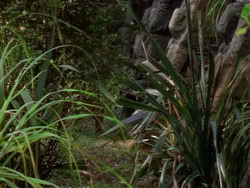 extant_XenaWarriorPrincess_1x09_DeathInChains_2125