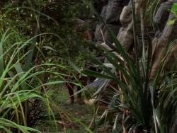 extant_XenaWarriorPrincess_1x09_DeathInChains_2126