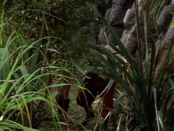 extant_XenaWarriorPrincess_1x09_DeathInChains_2128