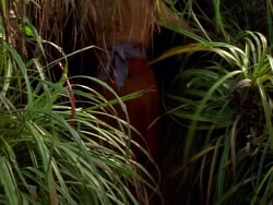 extant_XenaWarriorPrincess_1x09_DeathInChains_2148