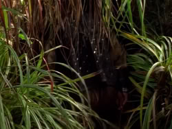 extant_XenaWarriorPrincess_1x09_DeathInChains_2174