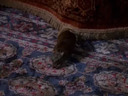 extant_XenaWarriorPrincess_1x09_DeathInChains_2502