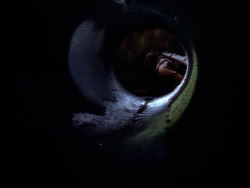 extant_XenaWarriorPrincess_1x09_DeathInChains_2538