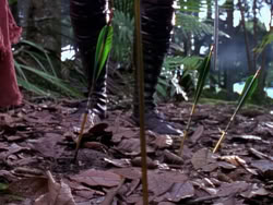 extant_XenaWarriorPrincess_1x10-HoovesAndHarlots_00096
