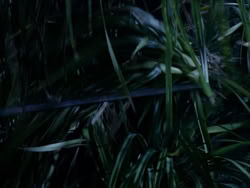 extant_XenaWarriorPrincess_1x10-HoovesAndHarlots_01961