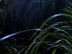 extant_XenaWarriorPrincess_1x10-HoovesAndHarlots_02025