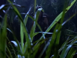 extant_XenaWarriorPrincess_1x10-HoovesAndHarlots_02029