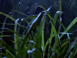 extant_XenaWarriorPrincess_1x10-HoovesAndHarlots_02030