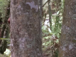 extant_XenaWarriorPrincess_1x10-HoovesAndHarlots_03412