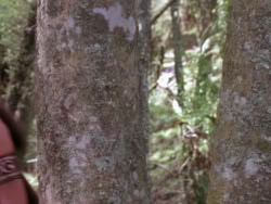 extant_XenaWarriorPrincess_1x10-HoovesAndHarlots_03413