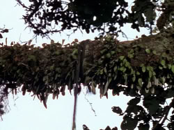 extant_XenaWarriorPrincess_1x10-HoovesAndHarlots_03425