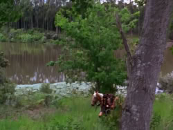 extant_XenaWarriorPrincess_1x12-BewareGreeksBearingGifts_0181