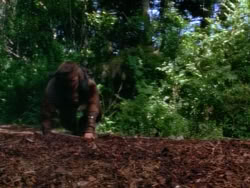 extant_XenaWarriorPrincess_1x12-BewareGreeksBearingGifts_0302