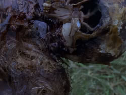 extant_XenaWarriorPrincess_1x12-BewareGreeksBearingGifts_0476