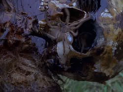 extant_XenaWarriorPrincess_1x12-BewareGreeksBearingGifts_0477
