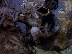 extant_XenaWarriorPrincess_1x12-BewareGreeksBearingGifts_0478
