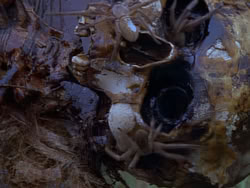 extant_XenaWarriorPrincess_1x12-BewareGreeksBearingGifts_0479