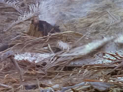 extant_XenaWarriorPrincess_1x12-BewareGreeksBearingGifts_0565