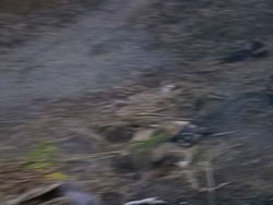 extant_XenaWarriorPrincess_1x12-BewareGreeksBearingGifts_0591