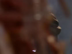 extant_XenaWarriorPrincess_1x12-BewareGreeksBearingGifts_1643