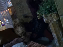 extant_XenaWarriorPrincess_1x12-BewareGreeksBearingGifts_2628