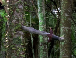 extant_XenaWarriorPrincess_1x14-AFistfulofDinars_00124