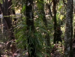 extant_XenaWarriorPrincess_1x14-AFistfulofDinars_00690