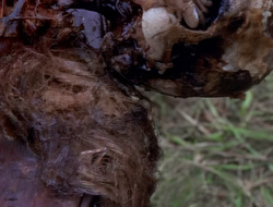 extant_XenaWarriorPrincess_1x14-AFistfulofDinars_01167