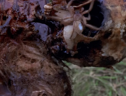 extant_XenaWarriorPrincess_1x14-AFistfulofDinars_01168