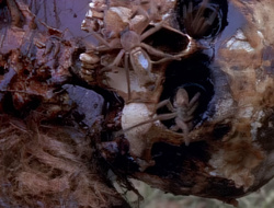extant_XenaWarriorPrincess_1x14-AFistfulofDinars_01170