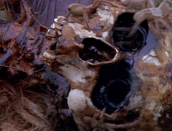 extant_XenaWarriorPrincess_1x14-AFistfulofDinars_01173