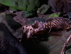 extant_XenaWarriorPrincess_1x14-AFistfulofDinars_03126