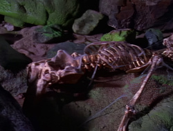 extant_XenaWarriorPrincess_1x14-AFistfulofDinars_03127