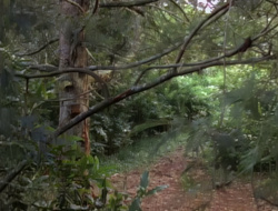 extant_XenaWarriorPrincess_1x15-WarriorPrincess_01311