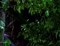 extant_XenaWarriorPrincess_1x15-WarriorPrincess_01673