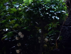 extant_XenaWarriorPrincess_1x15-WarriorPrincess_02594