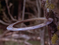 extant_XenaWarriorPrincess_1x15-WarriorPrincess_02999