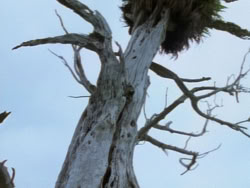 extant_XenaWarriorPrincess_1x22_Callisto_00629