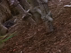 extant_XenaWarriorPrincess_1x22_Callisto_03383