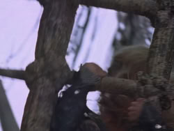 extant_XenaWarriorPrincess_1x22_Callisto_03404