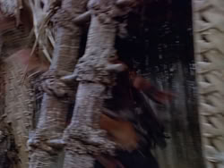 extant_XenaWarriorPrincess_1x22_Callisto_03407
